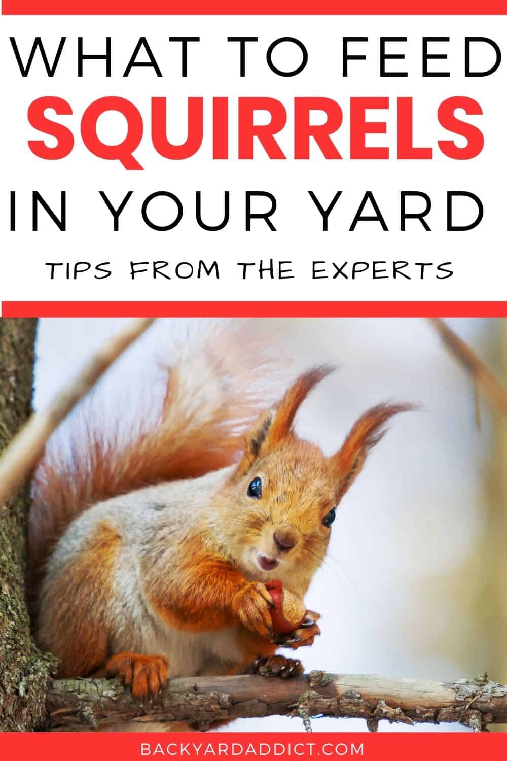 What To Feed Squirrels: The Ultimate Guide For Gardeners