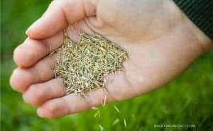 Best Bermuda Grass Seed Reviews And Tips For Backyard Addict