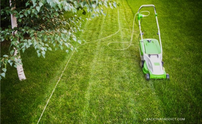 Best Bermuda Grass Seed: Reviews And Tips For 2022 | Backyard Addict