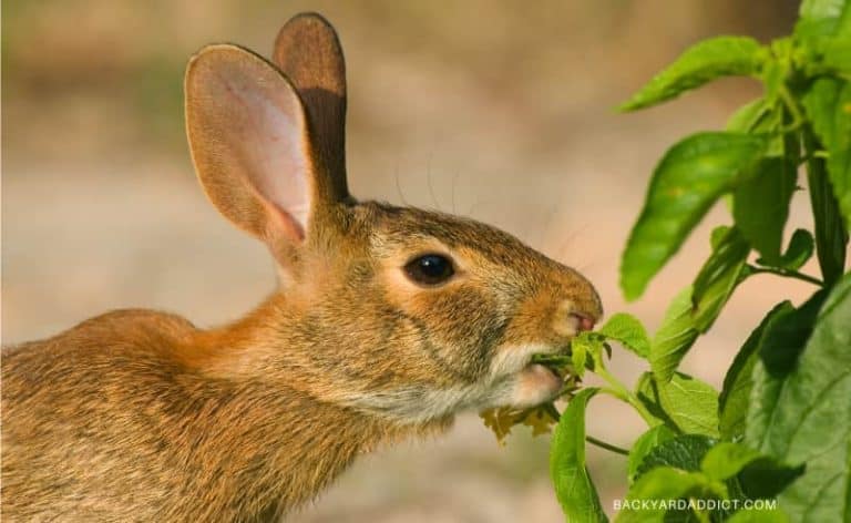 Do Rabbits Eat Tomatoes? How to Keep Them Out Of Your Garden?