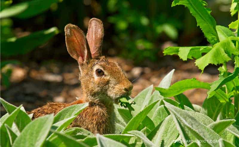 Do Rabbits Eat Tomatoes? How to Keep Them Out Of Your Garden?