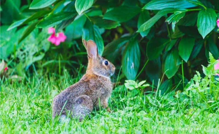 Do Rabbits Eat Tomatoes? How to Keep Them Out Of Your Garden?