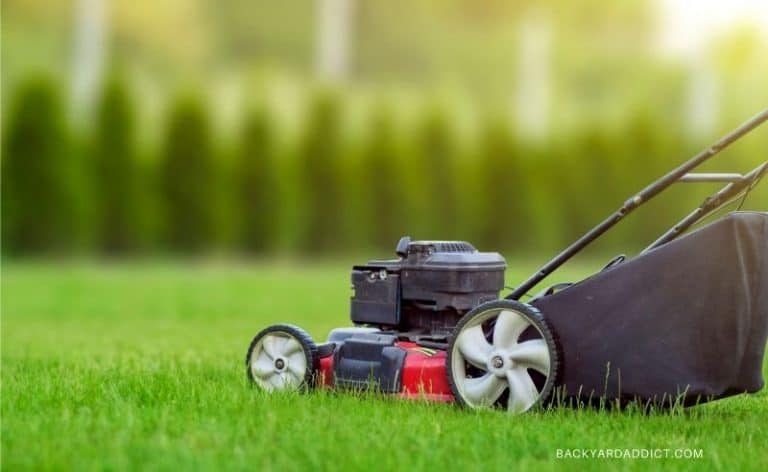 How To Make Bermuda Grass Thicker: 6 Techniques You Need To Know ...