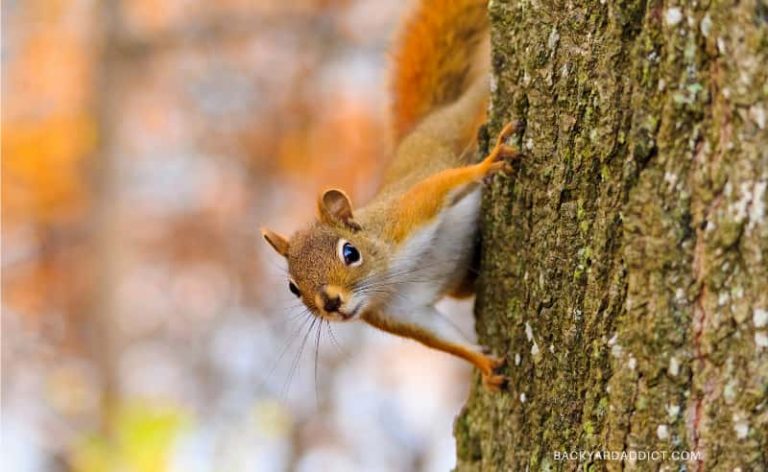 What To Feed Squirrels: The Ultimate Guide For Gardeners | Backyard Addict