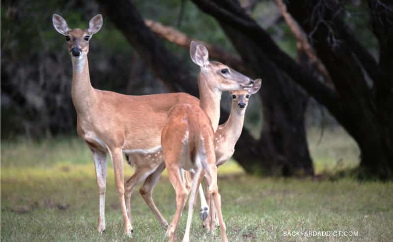 What to Feed Deer in Your Backyard: What You Need to Know! | Backyard