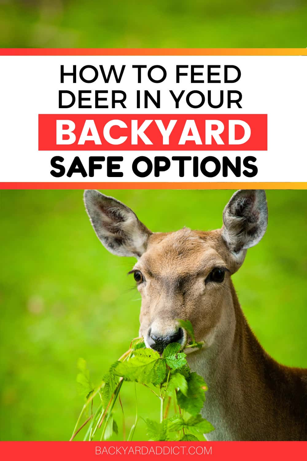 What to Feed Deer in Your Backyard: What You Need to Know! | Backyard