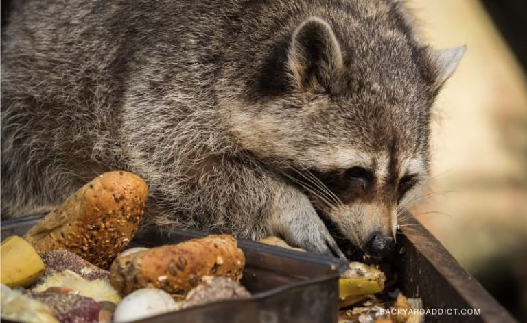 how-to-keep-raccoons-out-of-your-yard-a-complete-guide-backyard