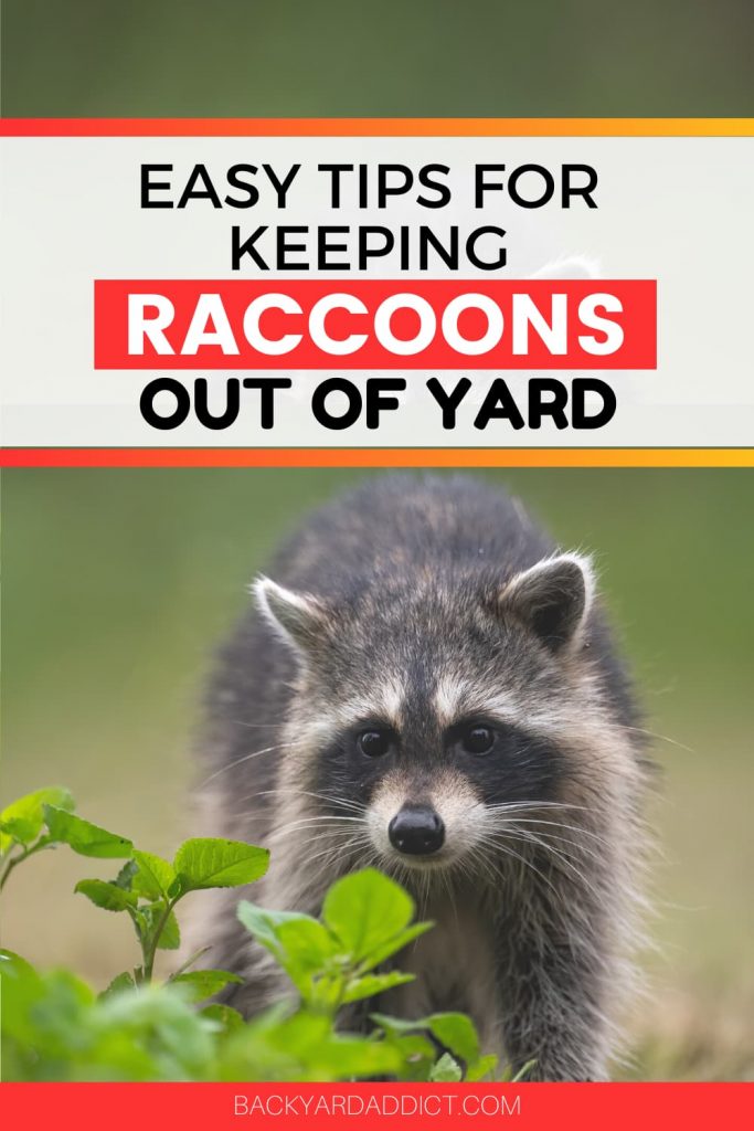 how-to-keep-raccoons-out-of-your-yard-a-complete-guide-backyard