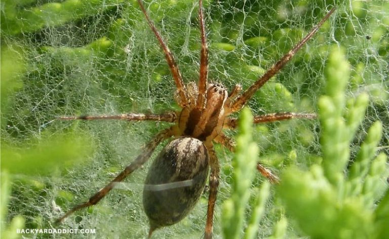 Spiders In Grass Why They Re There And What To Do About Them Backyard Addict