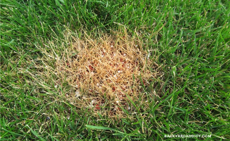 Grass Turning Yellow? Find Out Why And How To Fix It | Backyard Addict