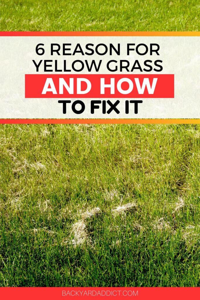 Grass Turning Yellow? Find Out Why And How To Fix It Backyard Addict