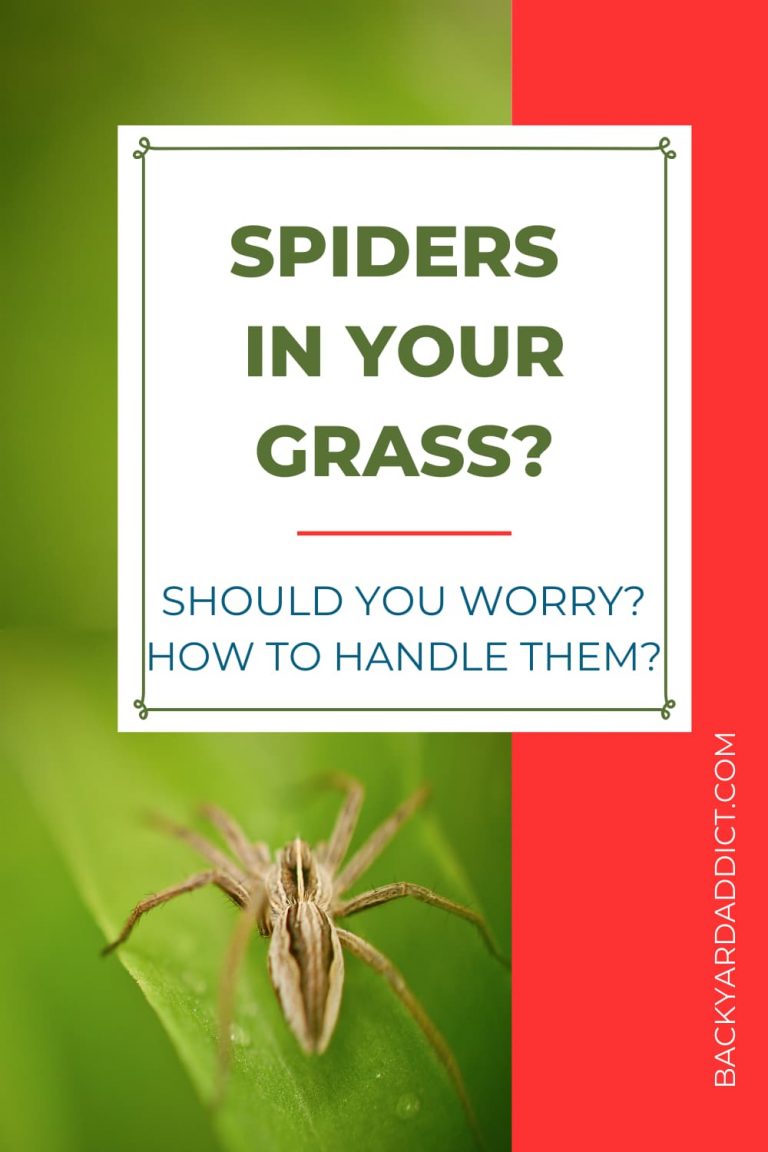 Spiders In Grass: Why They're There and What To Do About Them ...