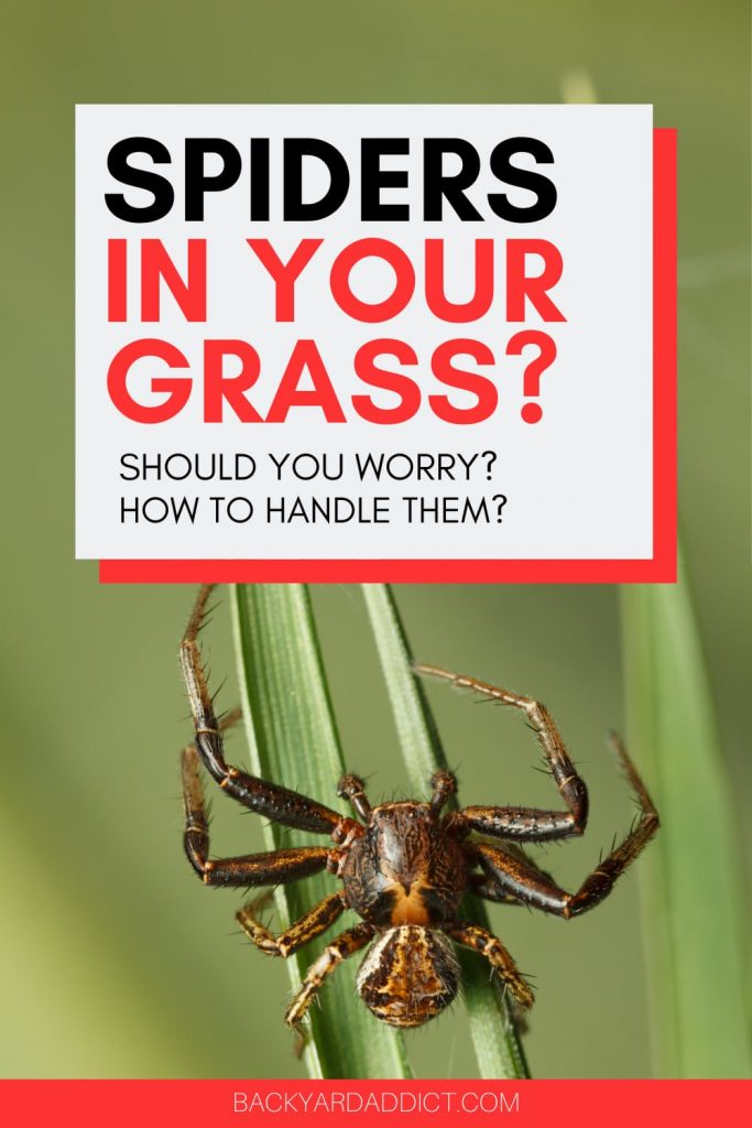 Spiders In Grass: Why They're There and What To Do About Them ...