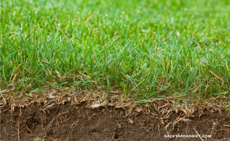 How Long Does It Take Sod to Root? A Guide for Gardeners | Backyard Addict