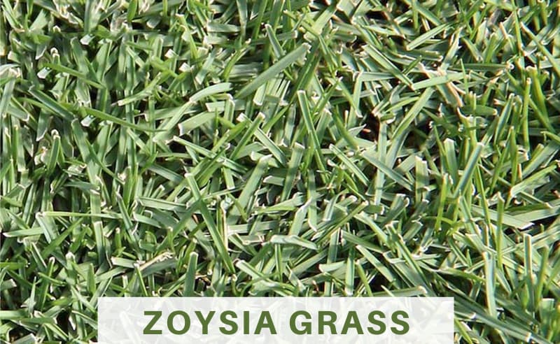 Different Types of Grass: How to Choose For Your Lawn | Backyard Addict