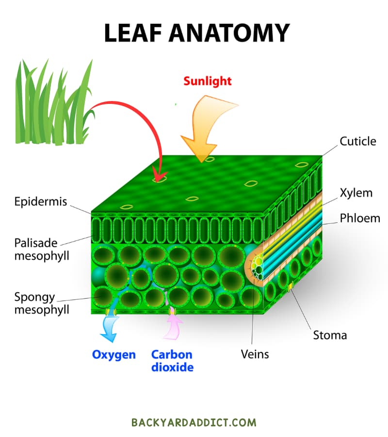 Anatomy of Grass 101: Learn About Grass Plant Parts | Backyard Addict