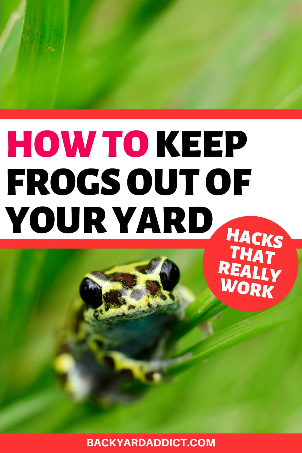 How to Keep Frogs Away: 4 Methods that Actually Work | Backyard Addict