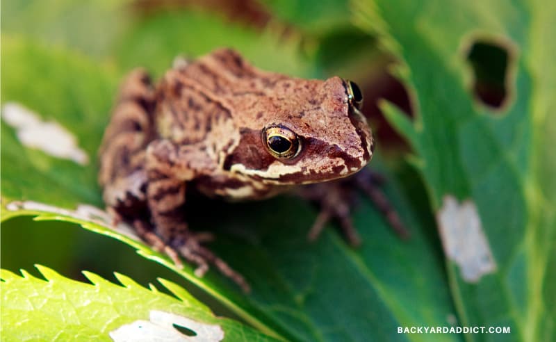 How to Keep Frogs Away: 4 Methods that Actually Work | Backyard Addict