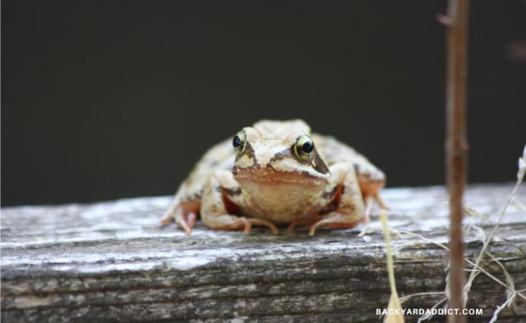 How to Keep Frogs Away: 4 Methods that Actually Work | Backyard Addict