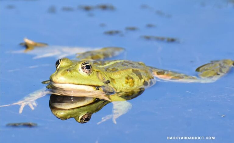 How to Keep Frogs Away: 4 Methods that Actually Work | Backyard Addict