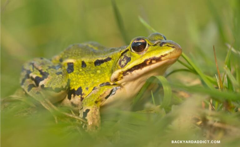 How to Keep Frogs Away: 4 Methods that Actually Work | Backyard Addict