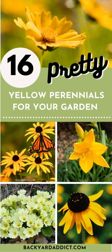 16 Yellow Flowered Perennials To Brighten Your Yard | Backyard Addict