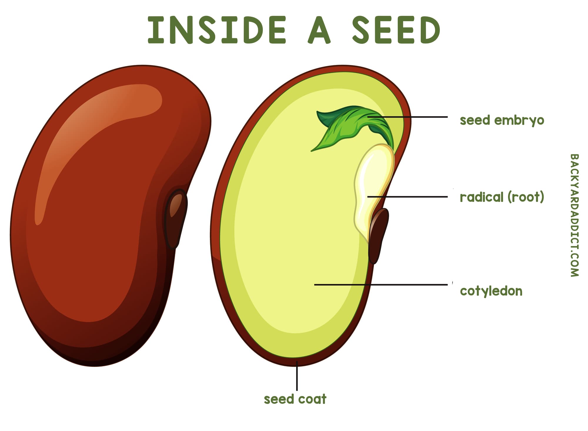 plant-growth-stages-101-learn-how-your-garden-grows-backyard-addict