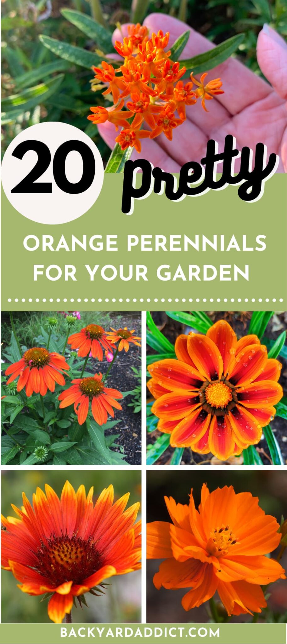 20 Orange Flowered Perennials To Beautify Your Yard | Backyard Addict