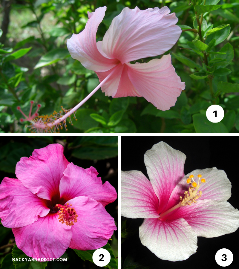 The Ultimate Guide to Growing Beautiful Pink Hibiscus Flowers ...