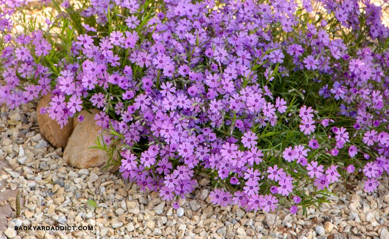 23 Stunning Purple Perennials For Your Garden | Backyard Addict Dev Site