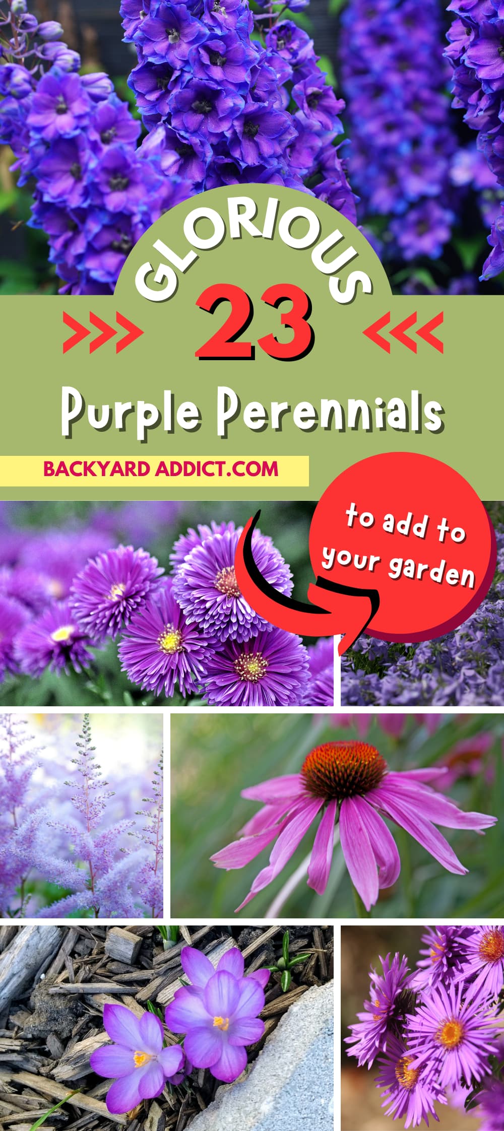 23 Stunning Purple Perennials For Your Garden | Backyard Addict Dev Site