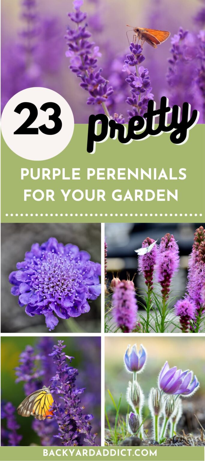 23 Stunning Purple Perennials For Your Garden | Backyard Addict Dev Site